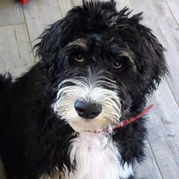 Smiley (blue collar) - Tri-color Bernedoodle puppy in Temple, Texas from DN Poodles and Doodles