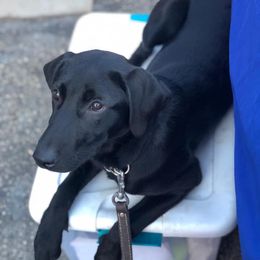 Labrador Retriever Puppies from TK Hot Kennels