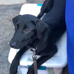 Labrador Retriever Puppies from TK Hot Kennels