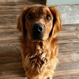 Comet - Golden Retriever