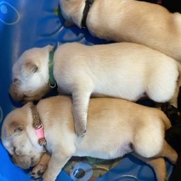 Labrador Retriever Puppies from Willow Kane Farm