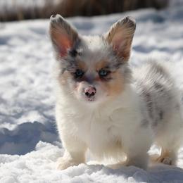 American Corgi, Cardigan Welsh Corgi, and Pembroke Welsh Corgi Puppies from Diamond Corgis