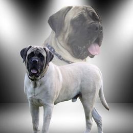 Ollie - Mastiff