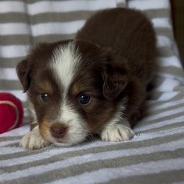 Girl 1 - Red tri female Miniature Australian Shepherd puppy in Lincoln, Nebraska from Husker Mini Aussies