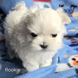 Boy 1 - Maltese puppy in Kane, Pennsylvania from Emerald Maltese