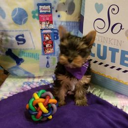 Yorkshire Terriers from LV Yorkies