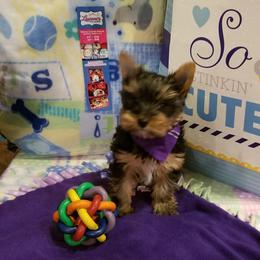 Yorkshire Terriers from LV Yorkies