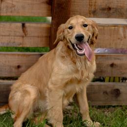 Golden Retriever puppies from Roberts Golden Retrievers