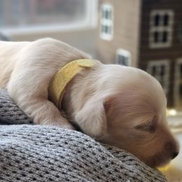 Yellow - female Dachshund puppy in Pasco, Washington from Loyal Lil Dachshunds