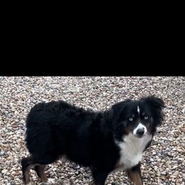 Poodle and Toy Australian Shepherd All Grown Up from 2B Aussies