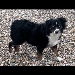 Poodle and Toy Australian Shepherd All Grown Up from 2B Aussies