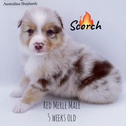 Scorch - Red merle male Australian Shepherd puppy in Greeneville, Tennessee from Storm Shine Australian Shepherds
