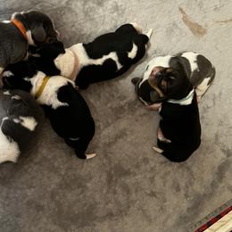 Basset Hound Puppies from Laura Lankford
