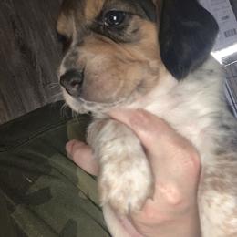 Beagle Puppies from C.R.P. Kennels