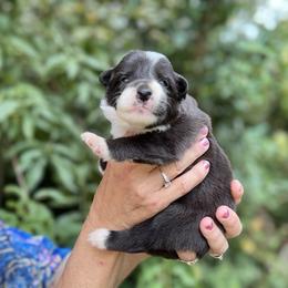 Boy 3 - male Border Collie puppy in Foley, Alabama from Bama Border Collies