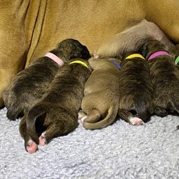 Boxer Puppies from Agape Boxers