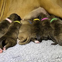 Boxer Puppies from Agape Boxers