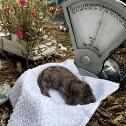 Girl 2 - Dapple female Dachshund puppy in Crestview, Florida from Neverending Dachies