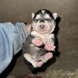 Boy 5 - Black and white male Siberian Husky puppy in Iron River, Wisconsin from Wiemeri Siberians