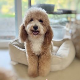 Goldendoodles from Waco  Goldendoodles