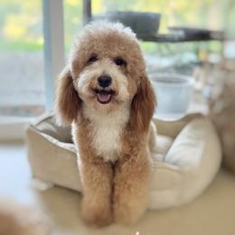 Goldendoodles from Waco  Goldendoodles