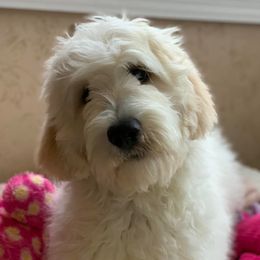 Cavapoos and Goldendoodles from Del-Frunessa’s English Goldendoodles