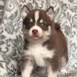 Pomsky Puppies from Kaelel Kennels