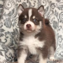 Pomsky Puppies from Kaelel Kennels