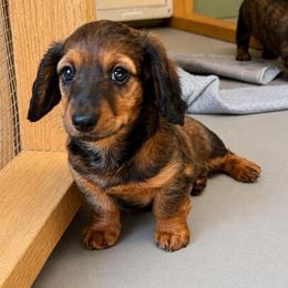 AKC Shodow - Dapple male Dachshund puppy in Knoxville, Tennessee from Thea's Puppies
