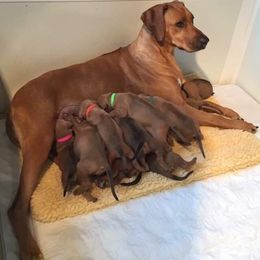 Rhodesian Ridgeback Puppies from Lyonnese Rhodesian Ridgebacks