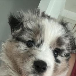 Big Hoffa - Blue merle male Miniature Australian Shepherd puppy in Greenwood, Indiana from Above All Aussies