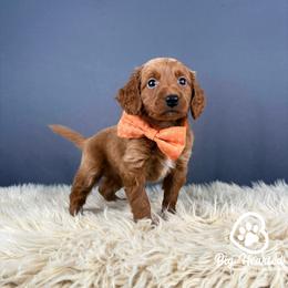 Fishstick - Red  male Goldendoodle puppy in Utah County, Utah from Big Hearted Breeders