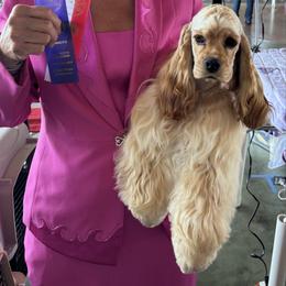 Lady - Cocker Spaniel
