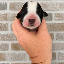 Pirate - Black and white male English Springer Spaniel puppy in Fort White, Florida from Thunderbird Springers