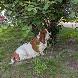 Lucy - Basset Hound