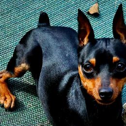 Louie - Miniature Pinscher