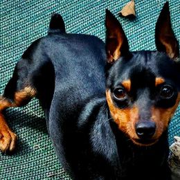Louie - Miniature Pinscher