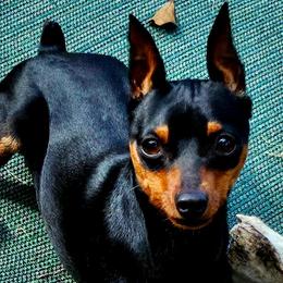 Louie - Miniature Pinscher