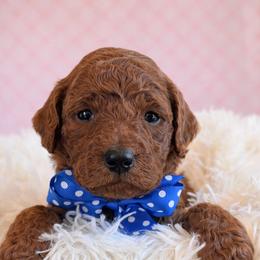 Mr. Blue - Red  male Goldendoodle puppy in Greenwood, Louisiana from GoldenFido