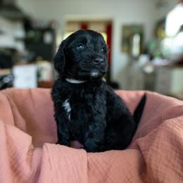 Clifford - Black male Goldendoodle puppy in Austin, Texas from Alex's Goldendoodles