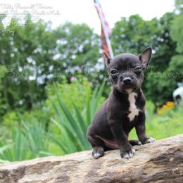 Boy 2 - Black and white male Teddy Roosevelt Terrier puppy in Knightstown, Indiana from Boles Family Farm