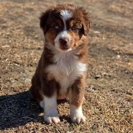 Hazel - Red tri-color female Miniature American Shepherd puppy in Artois, California from Aloe Aussies