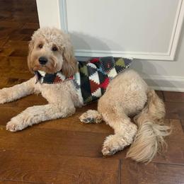 Monty - Goldendoodle