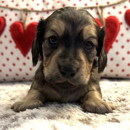 Queso - Cream male Dachshund puppy in Hensley, Arkansas from The Dachshund Barn