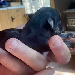 Brindle - Black and tan male Havanese puppy in Kerrville, Texas from The Happy Havanese