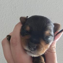 Jimmy - Black and tan male Yorkshire Terrier puppy in Haines City, Florida from MF_Yorkies