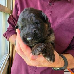 Legacy - Black and red male German Shepherd puppy in Columbus, Indiana from Stony Lonesome GSD
