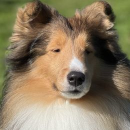 Oscar - Shetland Sheepdog