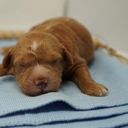 Stitch - Red  male Goldendoodle puppy in Lancaster, Pennsylvania from Henriquez Puppies