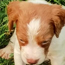 Boy 7 - White and orange male Brittany puppy in Mishawaka, Michigan from Riverbend Brittanys